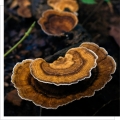MYQO Coriolus BIO Wrośniak Różnobarwny Ekstrakt w Proszku 30% 100g PROSZEK