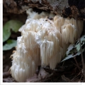 MYQO Soplówka Jeżowata Lion's Mane 100g Hericium BIO 30% Ekstrakt PROSZEK